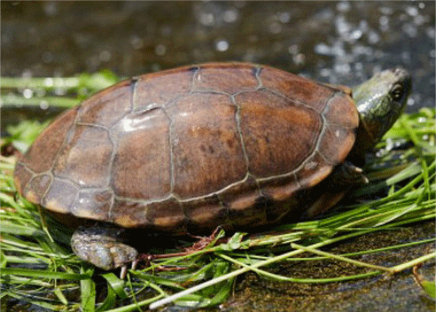 &ldquo;绿卡牌&rdquo;乌龟商品